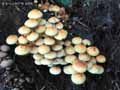 champignons