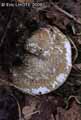 champignons.jpg