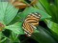 chenilles-papillons-1.jpg