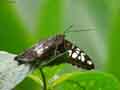 chenilles-papillons-101.jpg