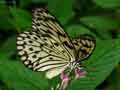 chenilles-papillons-104.jpg