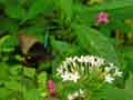 chenilles-papillons-105.jpg