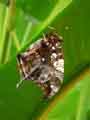 chenilles-papillons-109.jpg