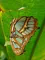 chenilles-papillons-110.jpg