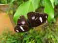 chenilles-papillons-112.jpg