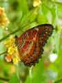 chenilles-papillons-119.jpg
