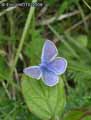chenilles-papillons-12.jpg