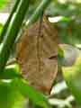 chenilles-papillons-120.jpg