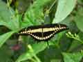 chenilles-papillons-131.jpg