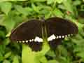 chenilles-papillons-141.jpg
