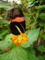 chenilles-papillons-142.jpg