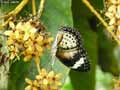 chenilles-papillons-2.jpg