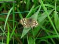 chenilles-papillons-24.jpg