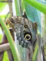 chenilles-papillons-25.jpg