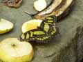 chenilles-papillons-3.jpg