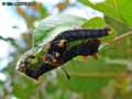 chenilles-papillons-31.jpg