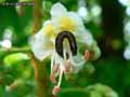 chenilles-papillons-32.jpg