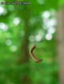 chenilles-papillons-35.jpg