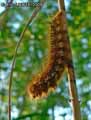 chenilles-papillons-42.jpg