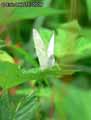 chenilles-papillons-43.jpg
