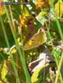 chenilles-papillons-46.jpg