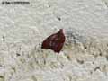 chenilles-papillons-47.jpg