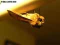 chenilles-papillons-48.jpg