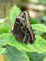 chenilles-papillons-5.jpg