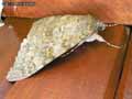 chenilles-papillons-53.jpg