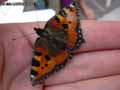 chenilles-papillons-54.jpg