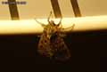 chenilles-papillons-55.jpg