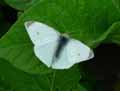 chenilles-papillons-59.jpg