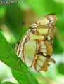 chenilles-papillons-6.jpg