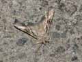 chenilles-papillons-60.jpg
