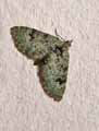 chenilles-papillons-62.jpg