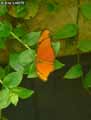 chenilles-papillons-67.jpg