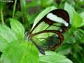 chenilles papillons