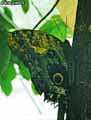 chenilles-papillons-69.jpg