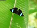 chenilles-papillons-74.jpg