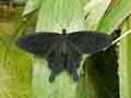chenilles-papillons-81.jpg