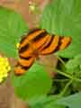 chenilles-papillons-84.jpg