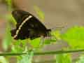 chenilles-papillons-92.jpg