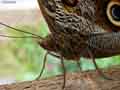 chenilles-papillons-93.jpg