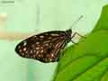 chenilles-papillons-94.jpg