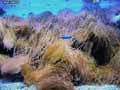 coraux-anemones-10.jpg