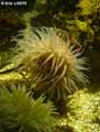 coraux-anemones-11.jpg