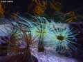 coraux-anemones-13.jpg