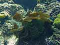 coraux-anemones-24.jpg