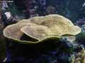 coraux-anemones-3.jpg