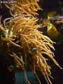 coraux-anemones-34.jpg